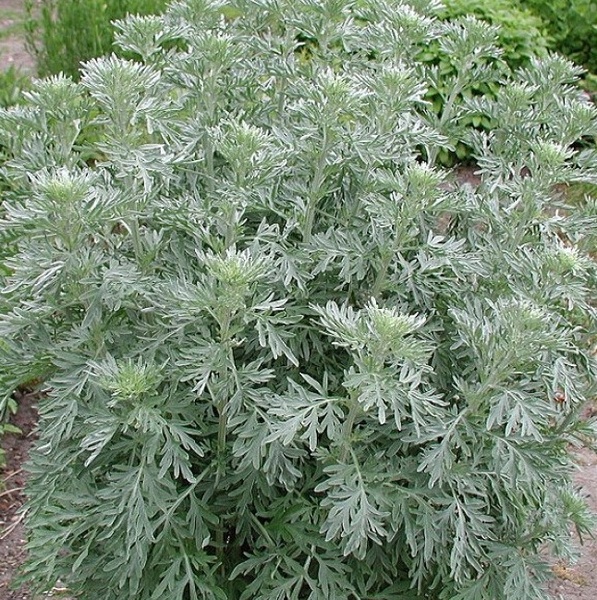 Αρτεμισία – αψιθιά – Artemisia absinthium | Enkipo Garden Center