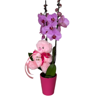 Φούξια ορχιδέα Phalaenopsis σε κασπώ με ρόζ αρκουδάκι
