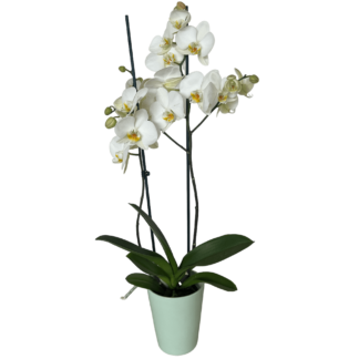 Άσπρη ορχιδέα Phalaenopsis σε κασπώ