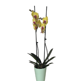 Κίτρινη ορχιδέα Phalaenopsis σε κασπώ