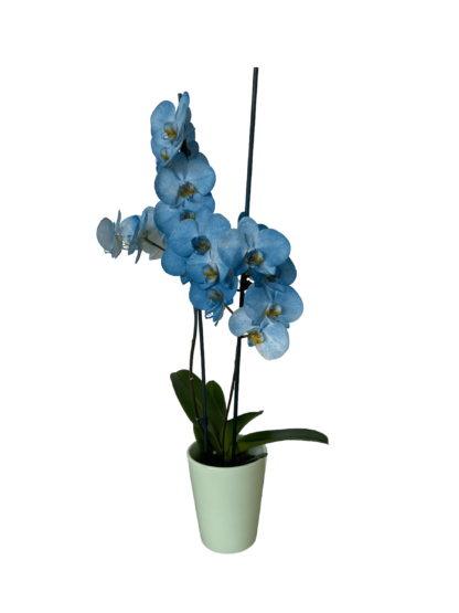 Γαλάζια ορχιδέα Phalaenopsis σε κασπώ