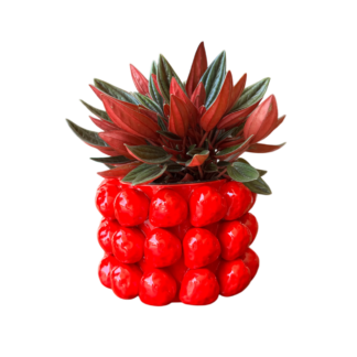 Strawberries Red Round Pot